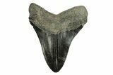 Serrated, Fossil Megalodon Tooth - South Carolina #254581-2